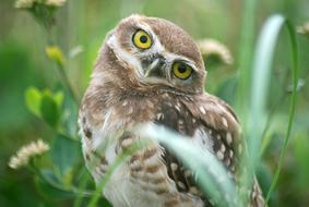 Bird Animals