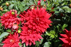 Garden flower blooms on a shrub