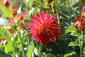 beautiful flowers in the sunshine
