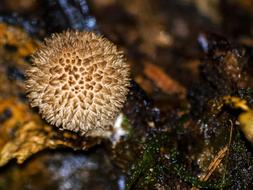 Mushroom Autumn Forest