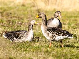 Goose Greylag Bird Water