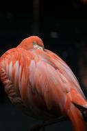 Finney Pink Flament