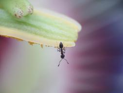black ant on a leaf