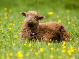 Sheep Animal Mammal