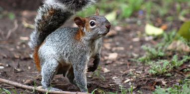 Squirrel Animal Nature