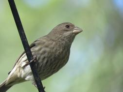 Bird Close Up