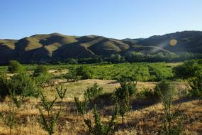 olive groves in front of distant hills, rural landscape