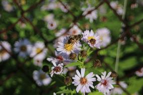 fly on perennial aster Flower in Garden