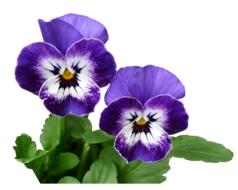 Pansy Purple Plant