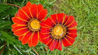 Nature Synergy