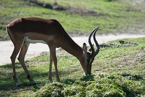 Ree Antlers The Animals