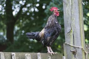 Haan Chicken Crows Wake