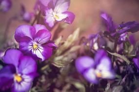 Pansy Violet Blue