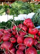 Ripe tasty radishes