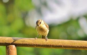 Tit Bird Young