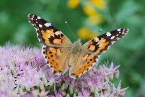 Garden Butterfly Sedum