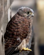 Kestrel Bird Of Prey