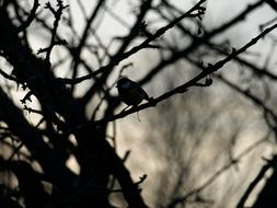 Bird Silhouette Branches