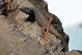 Lizard Reptile Animal