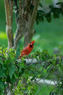 Cardinal red Bird in the Wildlife