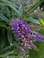 Purple Flower Park