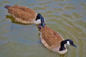 Duck Animal Bird