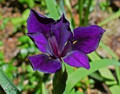purple flower in the foliage