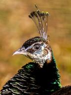 Peacock Bird Flightless