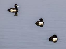 Row Pension Duck Bird Water