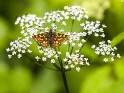 Fritillary Butterfly Insect