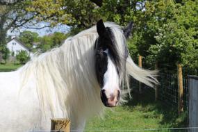 Shire Horse Otley