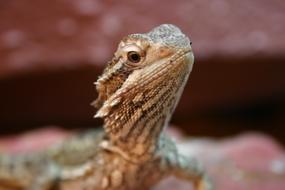 Bearded Dragon Reptile Lizard