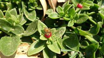 bee on green succulent
