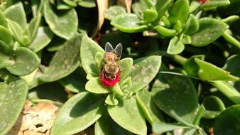 Bee Nature Beauty