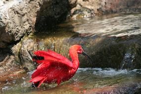 Animal Bird Scarlet Ibis