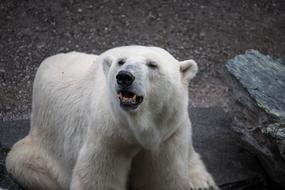 Polar Bear Predator