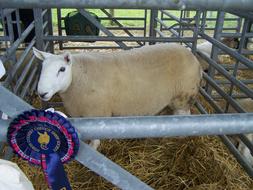 Sheep Agriculture Prizes