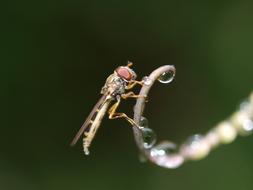 Fly Insect