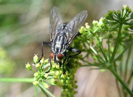 Fly Insect