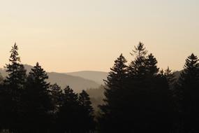 forest landscape at sunrise