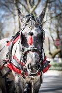 Horse White