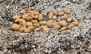 potato harvest on the ground