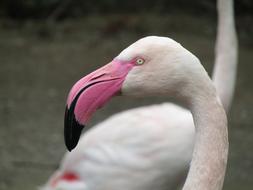 Flamingo Bird Pink