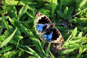 Butterfly Macro Insect