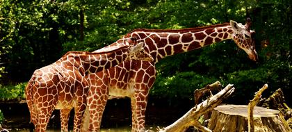 Giraffes Wild Animal Stains Long