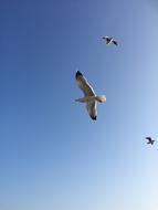 Bird Istanbul