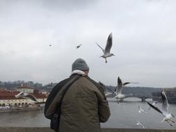 Bird Uncle