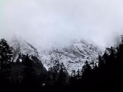 snow mountains in the forest
