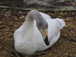 Goose Duck Long Neck