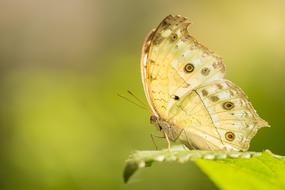yellow butterfly on a shrub leaf